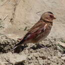 Image of Asian Crimson-winged Finch