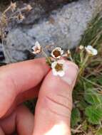 Image of Geum cockaynei (F. Bolle) B. P. J. Molloy & C. J. Webb