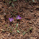 Campanula filicaulis Durieu resmi