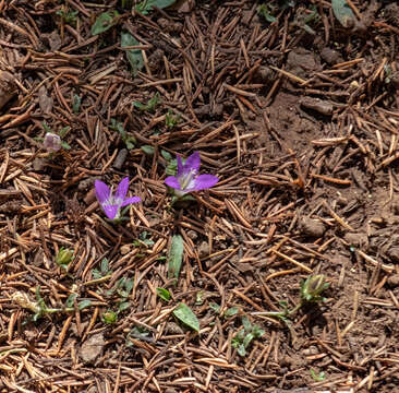 Image of Campanula filicaulis Durieu