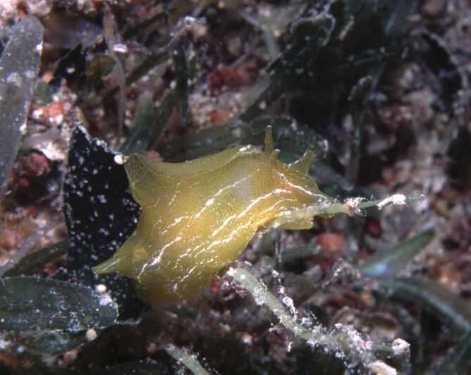 Image of sea hare