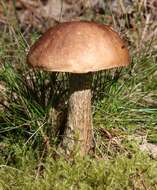 Image of Leccinum scabrum (Bull.) Gray 1821