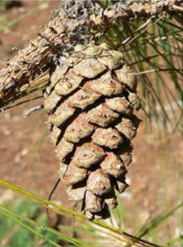 Image of Herrera's Pine