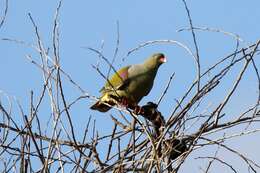 Image of African Green Pigeon