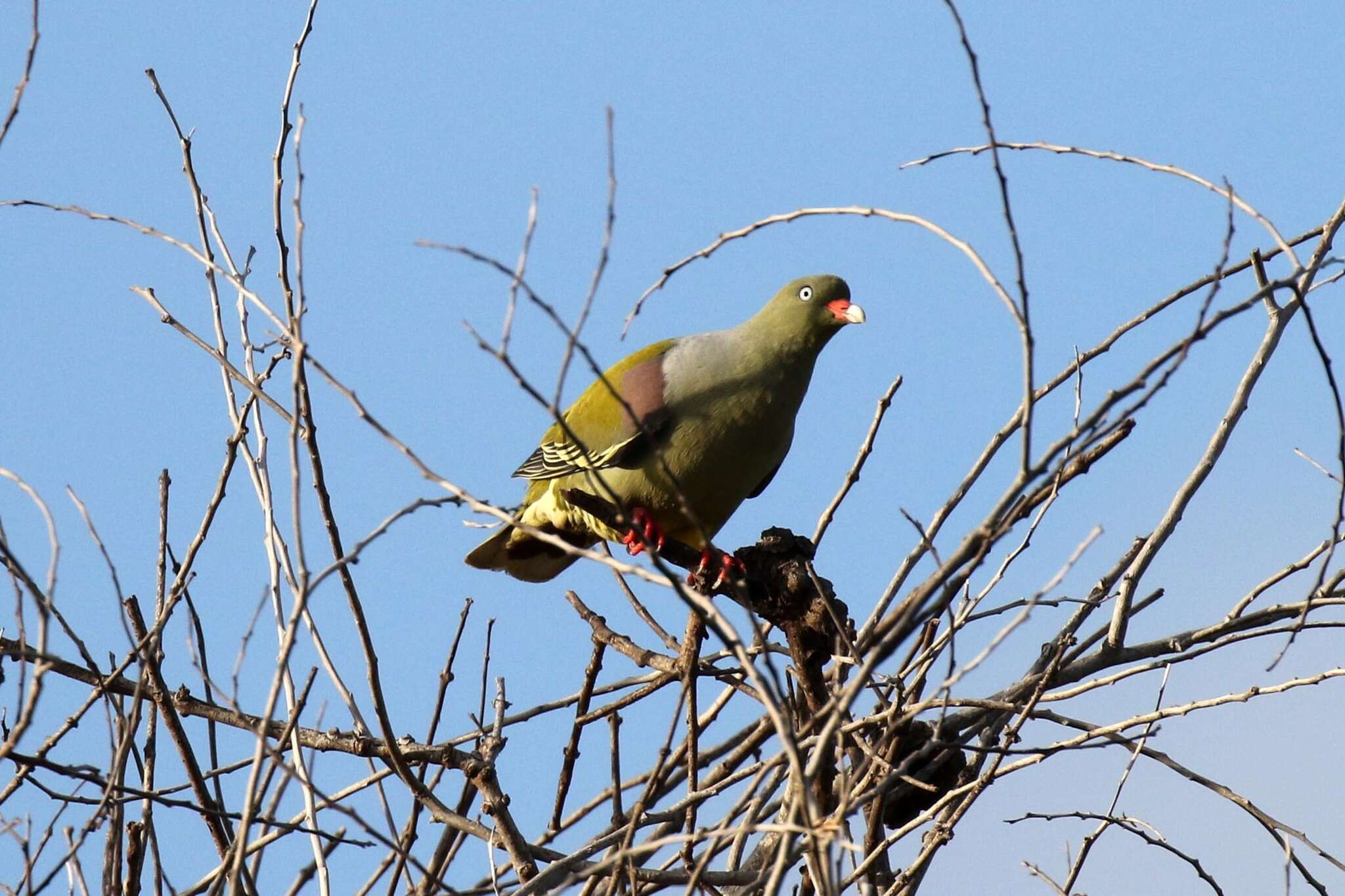 صورة Treron calvus (Temminck 1811)