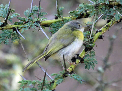 Image of Yellow-breasted Apalis