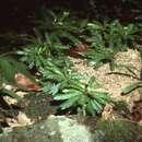 Sivun Biophytum talbotii (Bak. fil.) Hutch. & Dalz. kuva