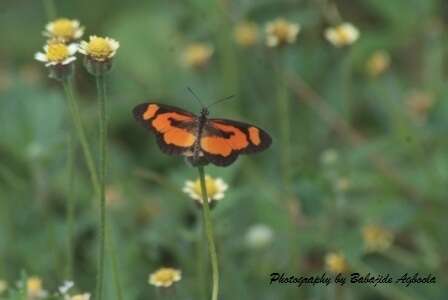 Image of Acraea bonasia Fabricius 1775