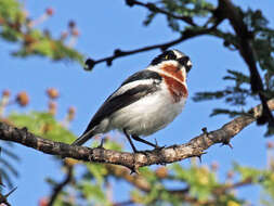 Image of Chinspot Batis