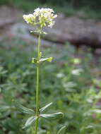 Image of Galium broterianum Boiss. & Reut.