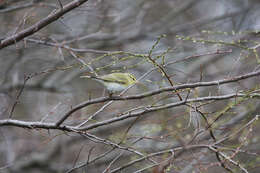 Image of Wood Warbler