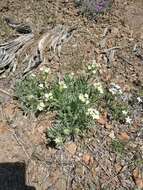 Plancia ëd Oreocarya flavoculata A. Nels.