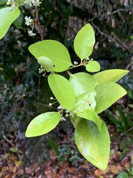 Image of Thompson's gymnosporia