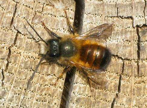 Image of Osmia rufa (Linnaeus 1758)