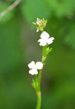 Image of Callisia gentlei var. macdougallii (Miranda) D. R. Hunt