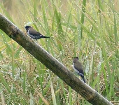 Image of Black-faced Munia