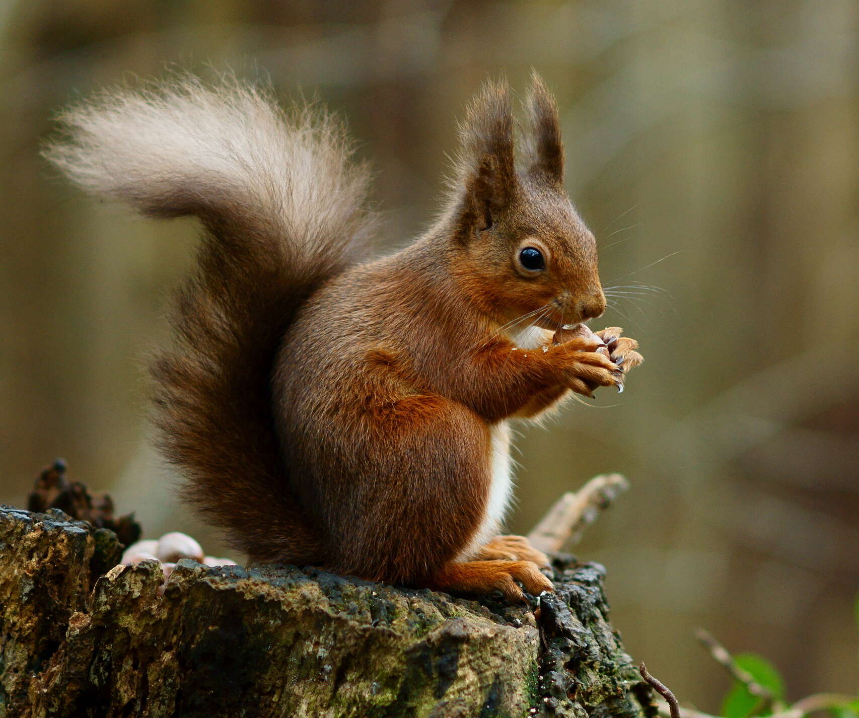 Image of Eurasian red squirrel