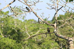 Image of Many-banded Aracari