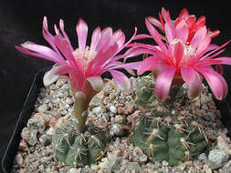 Image of Gymnocalycium baldianum (Speg.) Speg.