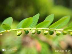 Image de Phyllanthus debilis J. G. Klein ex Willd.