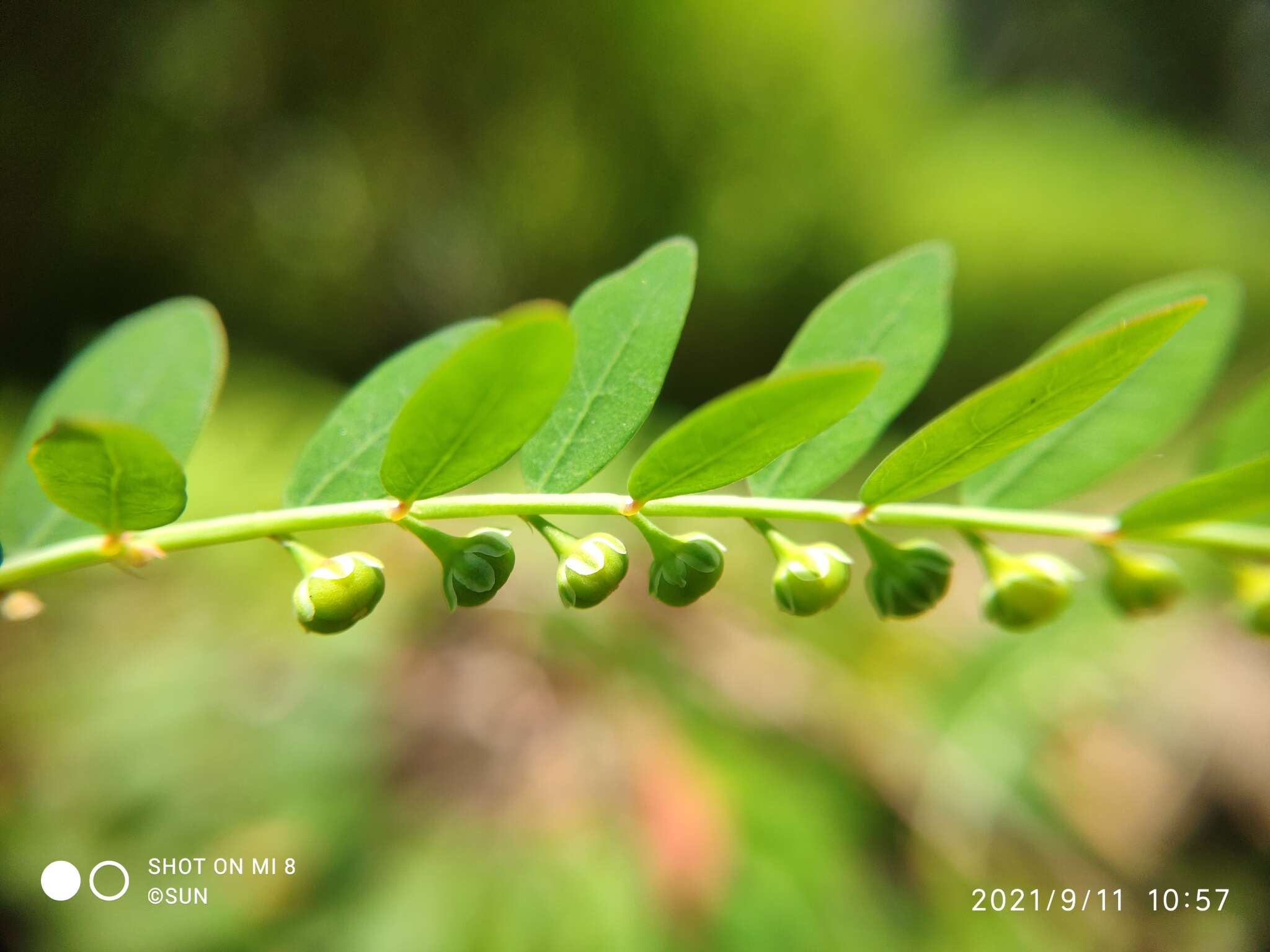 Phyllanthus debilis J. G. Klein ex Willd.的圖片