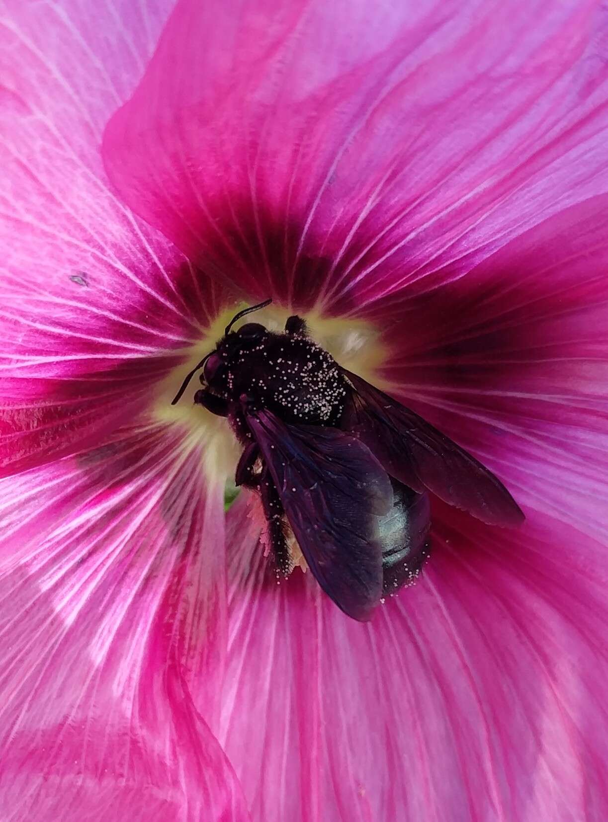 Image of Western Carpenter Bee