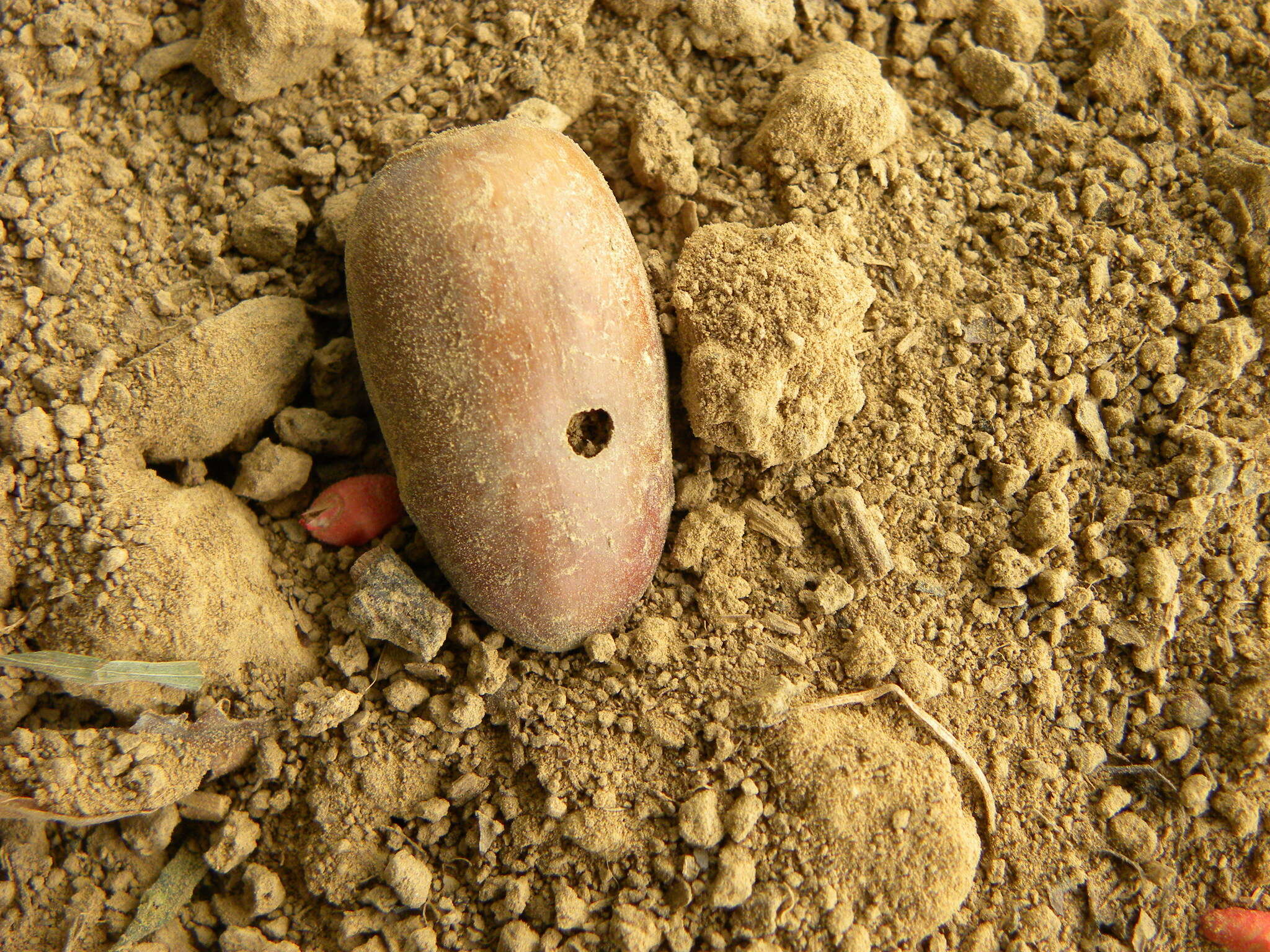 Image of Curculio venosus (Gravenhorst 1807)