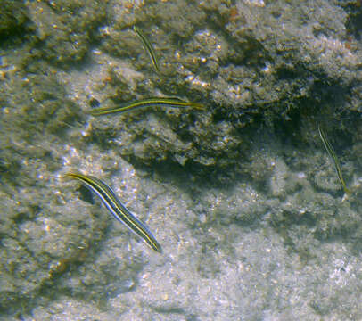 Image of Hit and Run Blenny