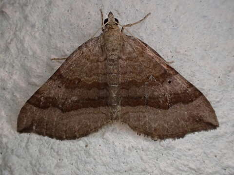 Scotopteryx chenopodiata Linnaeus 1758 resmi