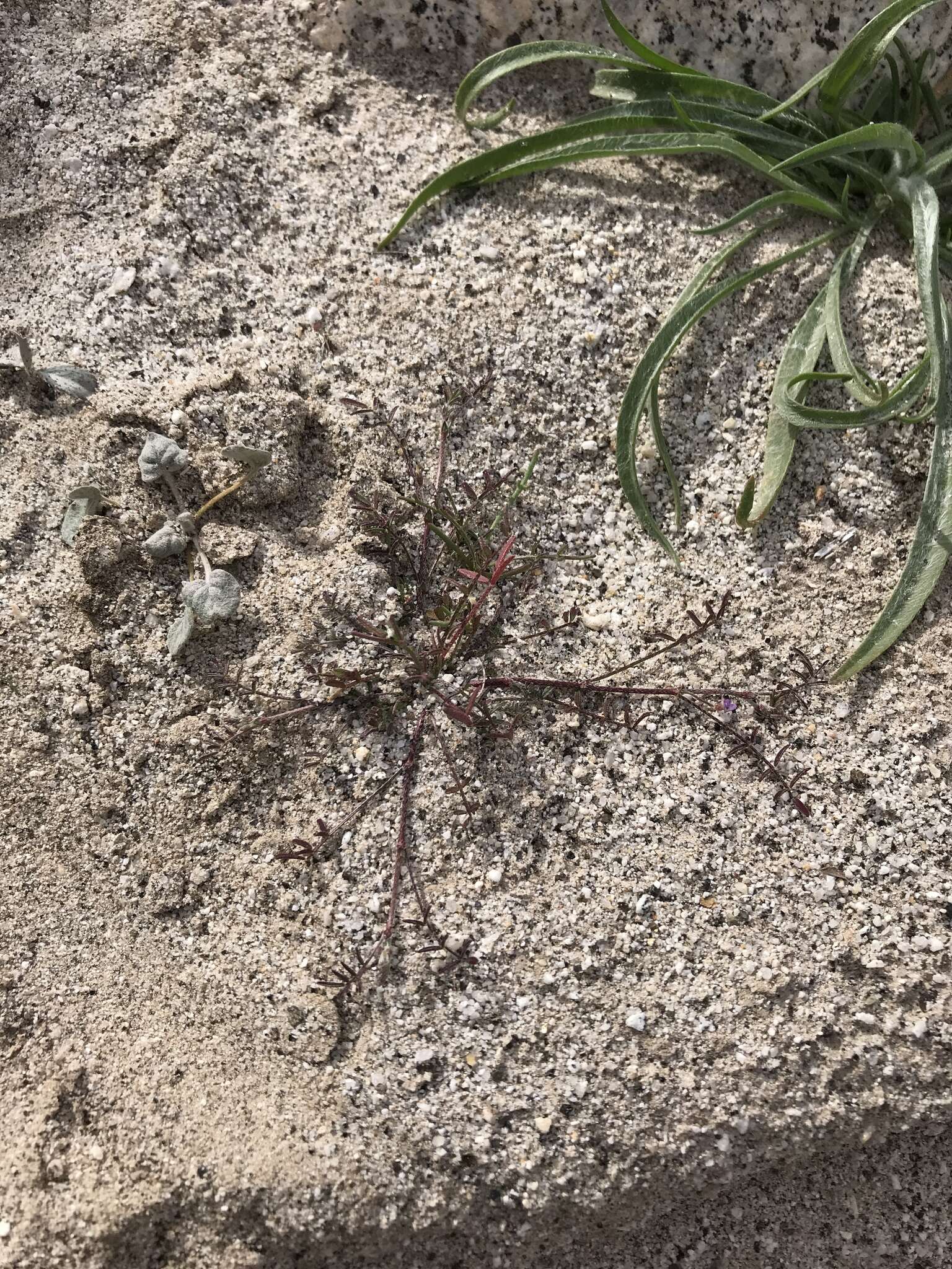 Sivun Astragalus nuttallianus var. imperfectus (Rydb.) Barneby kuva