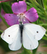 Image of small white