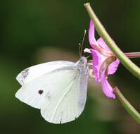 Image of small white