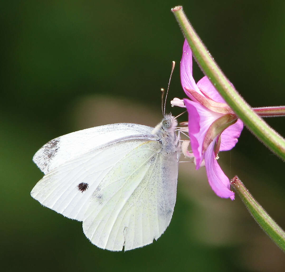 Image of small white