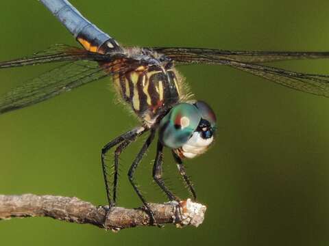 Image of Blue Dasher