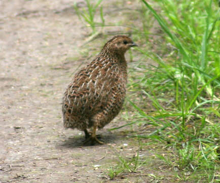 Image of Brown Quail