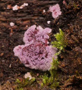 Hypochnella violacea Auersw. ex J. Schröt. 1888 resmi