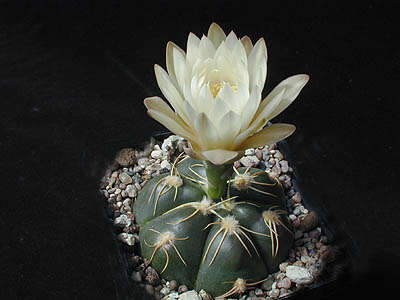 Image of Gymnocalycium denudatum (Link & Otto) Pfeiff. ex Mittler