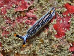 Image of Painted slug