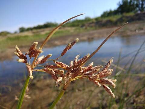 Image of tuberous bulrush