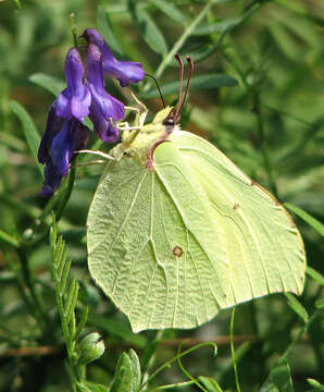 Imagem de Gonepteryx rhamni (Linnaeus 1758)