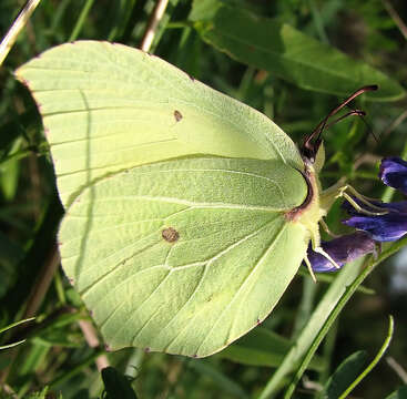 Imagem de Gonepteryx rhamni (Linnaeus 1758)