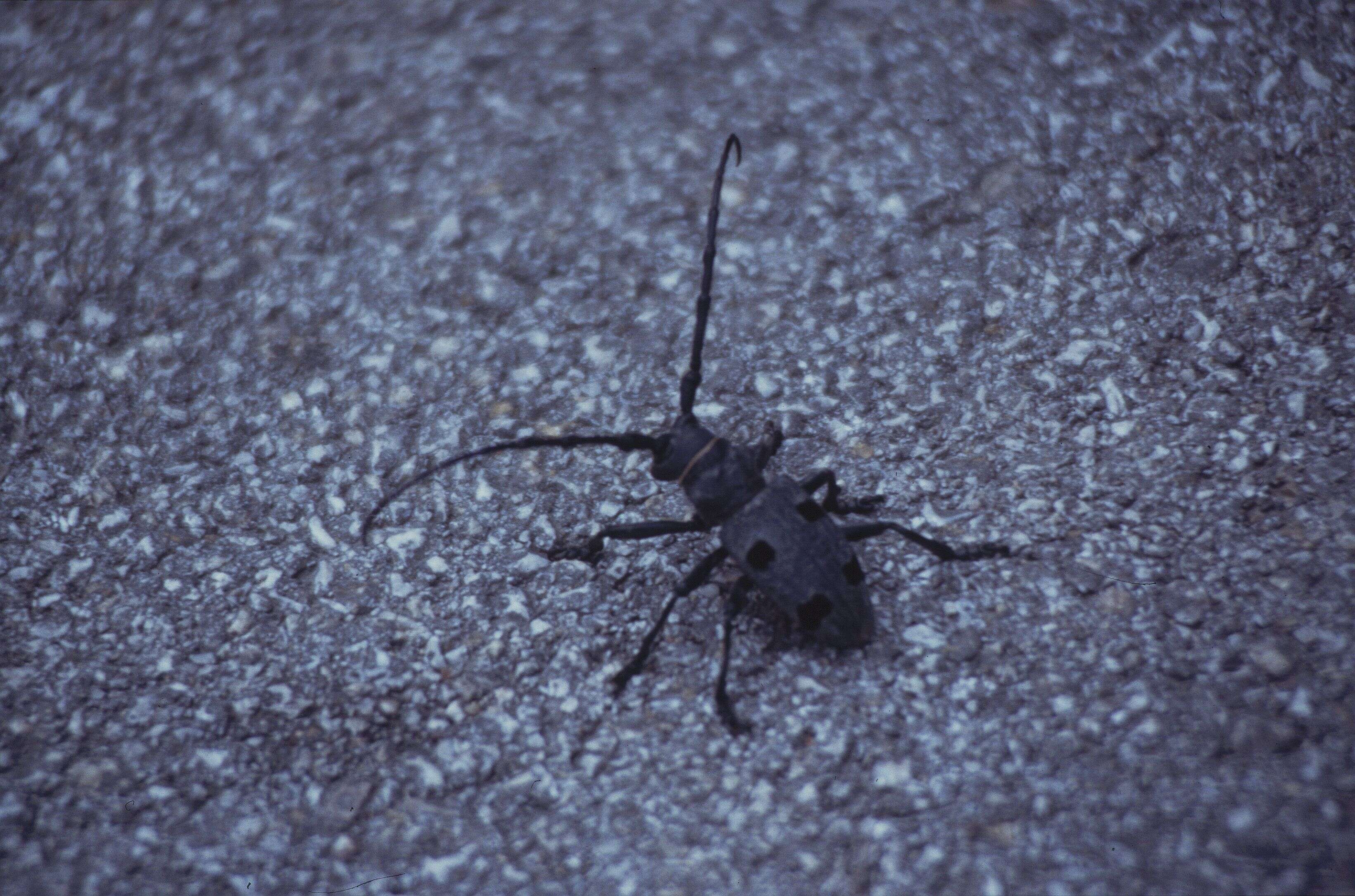 Image of Long-horned beetle