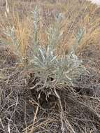 Image of white sagebrush