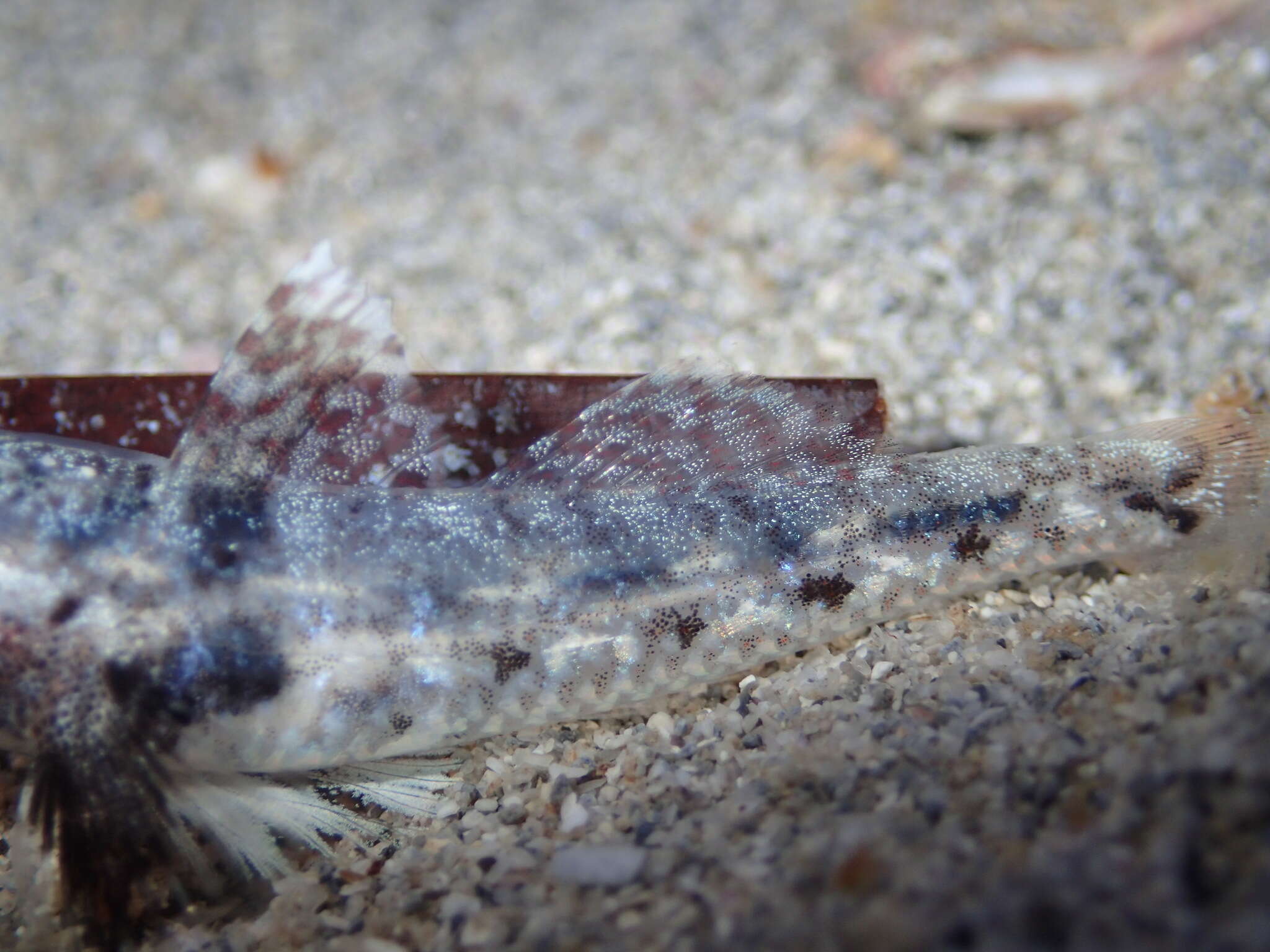 Plancia ëd Nesogobius pulchellus (Castelnau 1872)