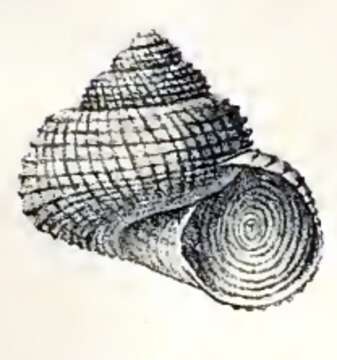 Image of Solariella amabilis (Jeffreys 1865)