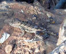 Image of Clark's spiny lizard