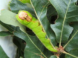 صورة Antheraea pernyi (Guérin-Méneville 1855)