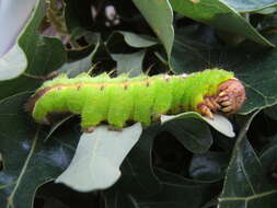 صورة Antheraea pernyi (Guérin-Méneville 1855)