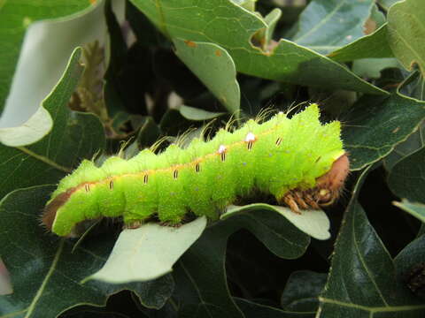 Image of Chinese Tasar Oak Moth