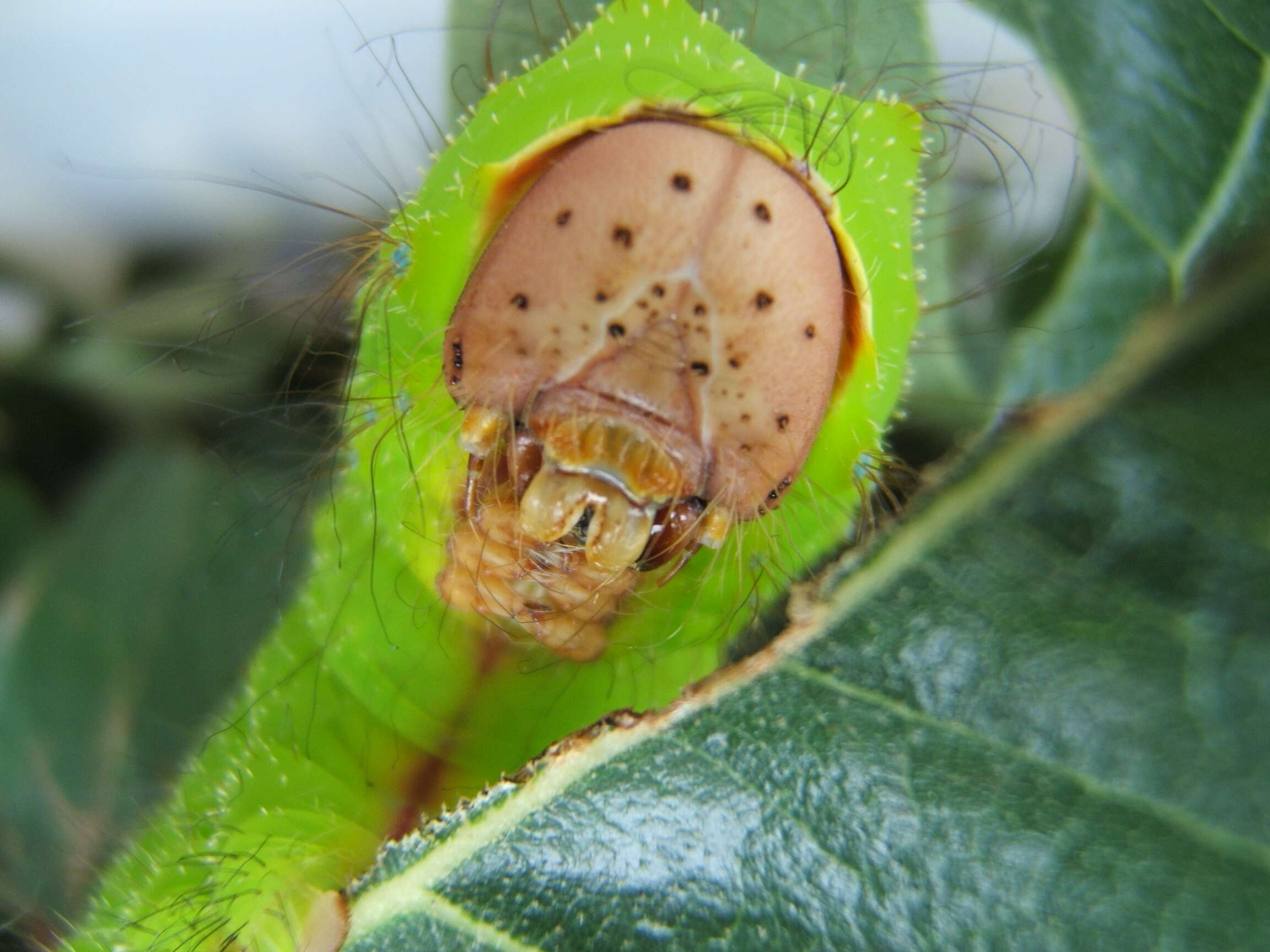 Antheraea pernyi (Guérin-Méneville 1855) resmi